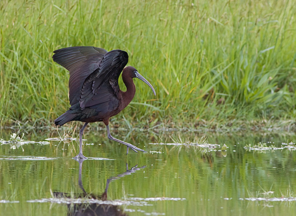 Glossy Ibis - John Gluth