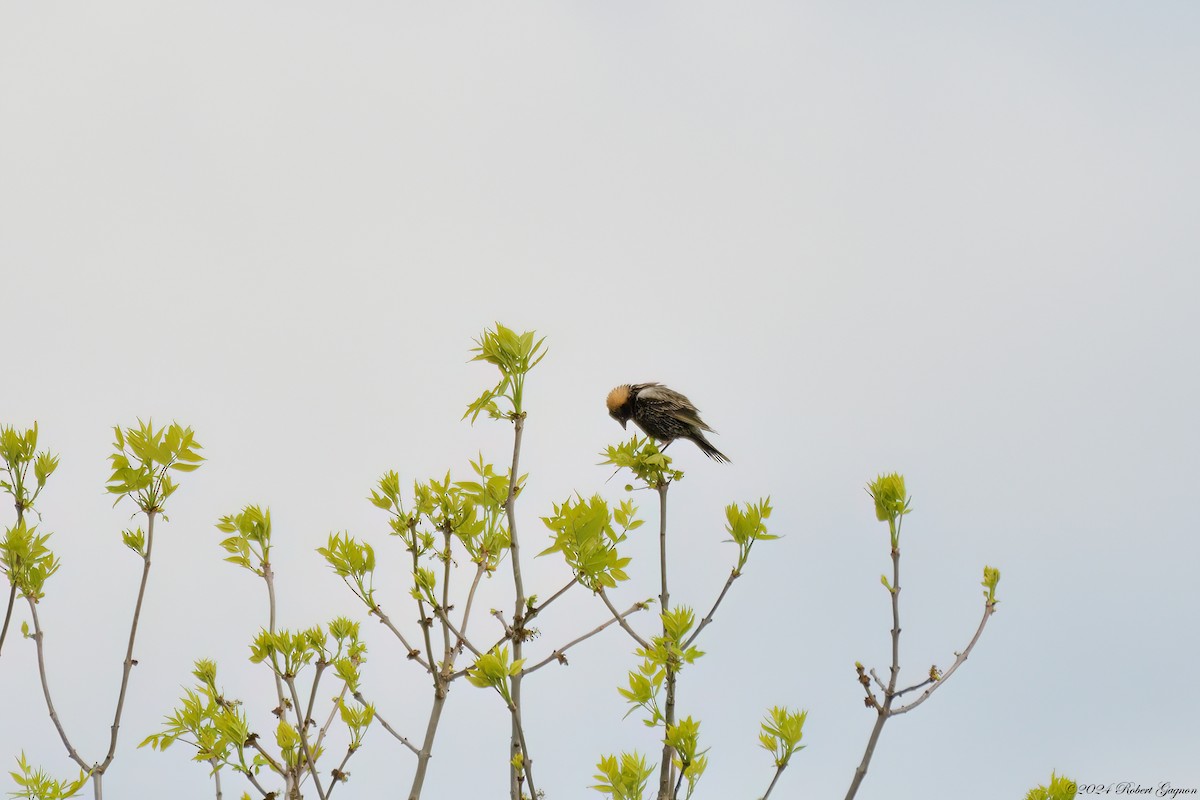 Bobolink - Robert Gagnon