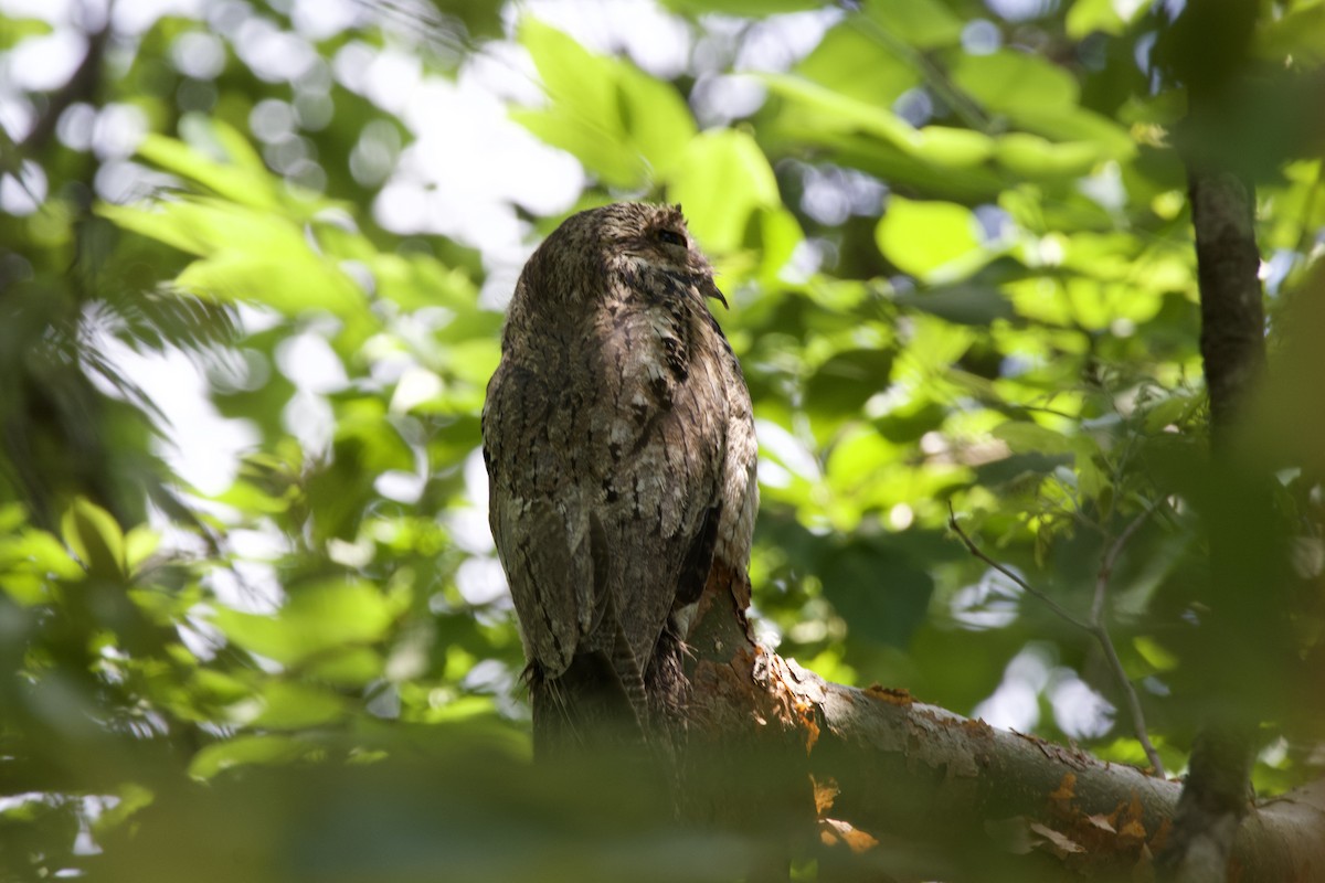 Common Potoo - allie bluestein