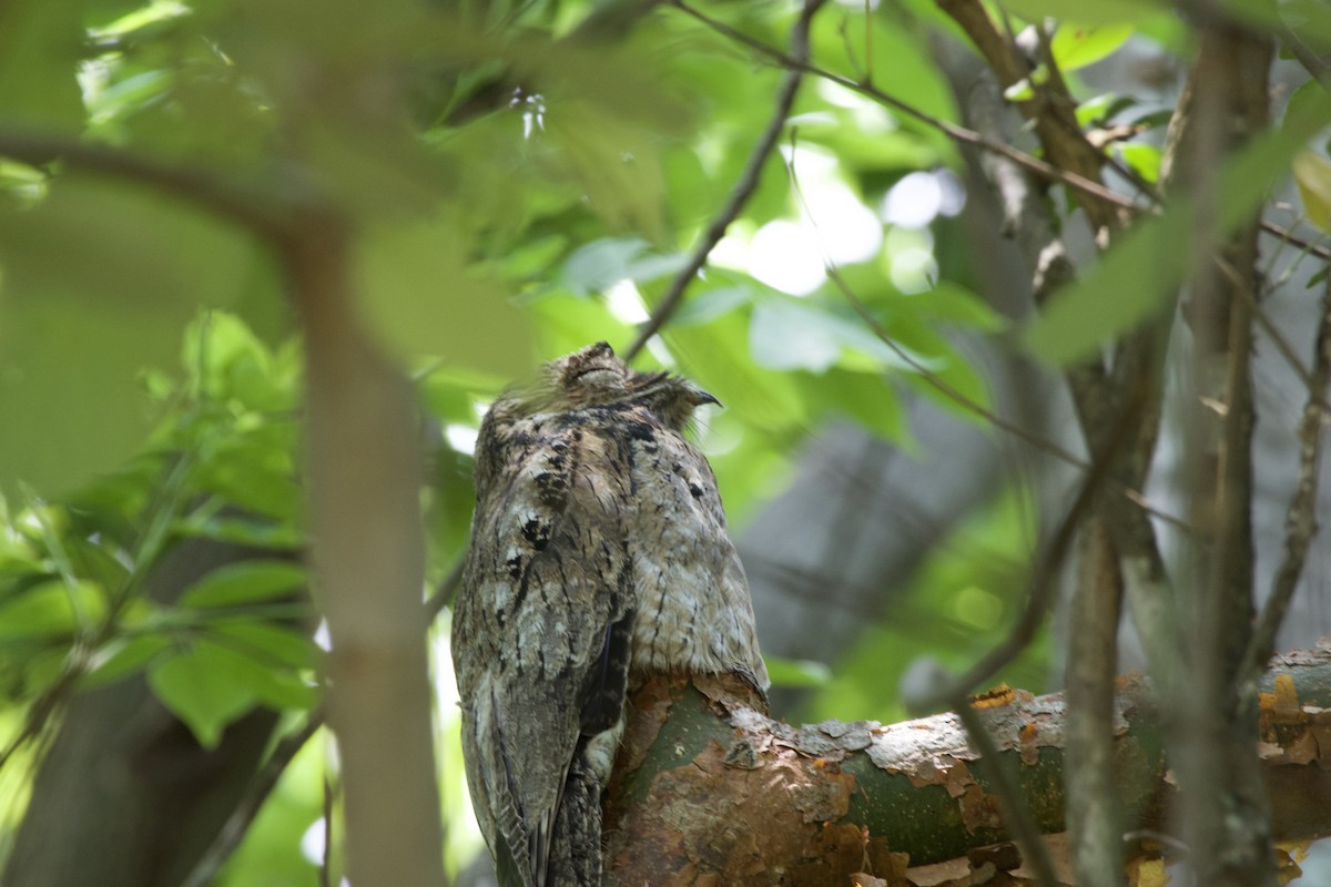 Common Potoo - allie bluestein