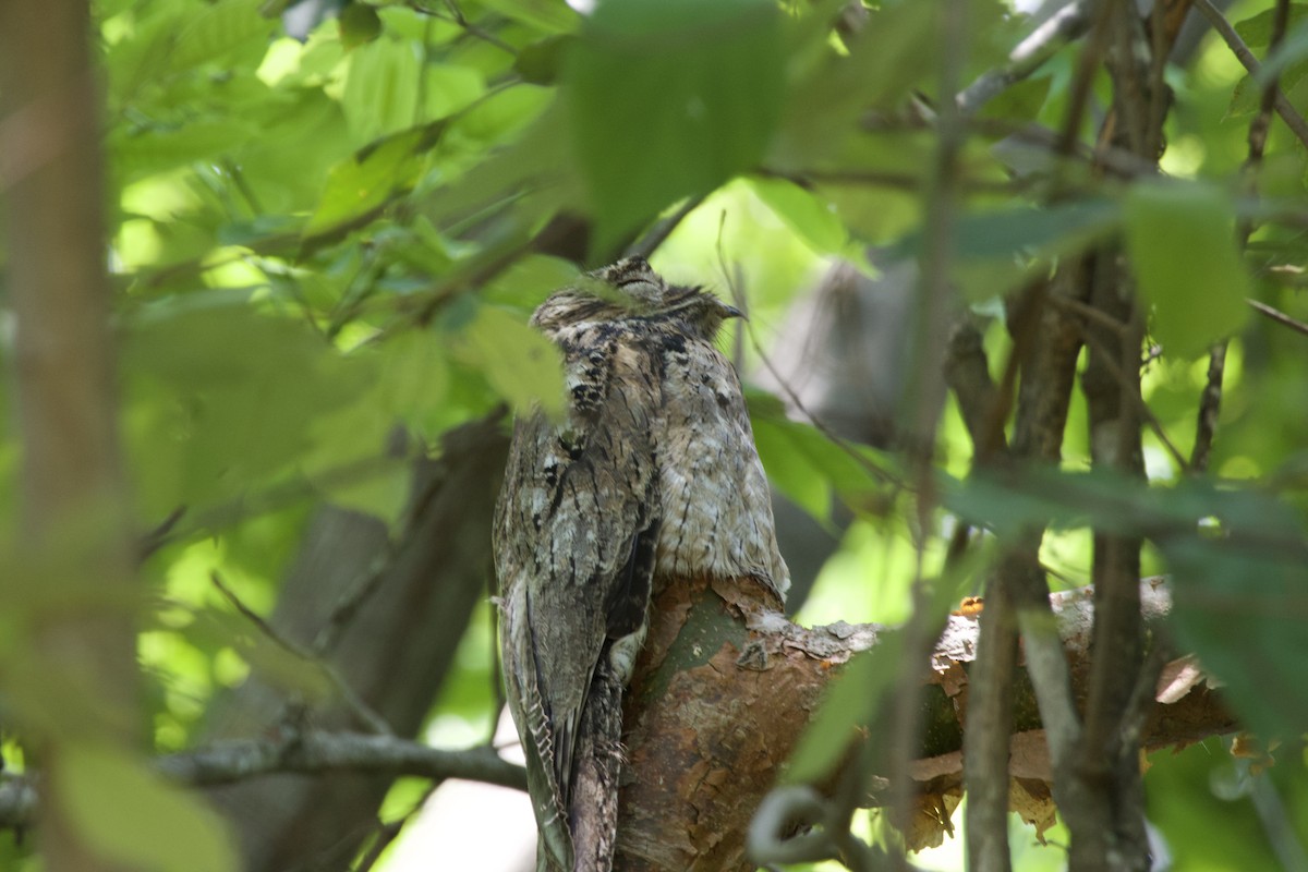 Common Potoo - allie bluestein