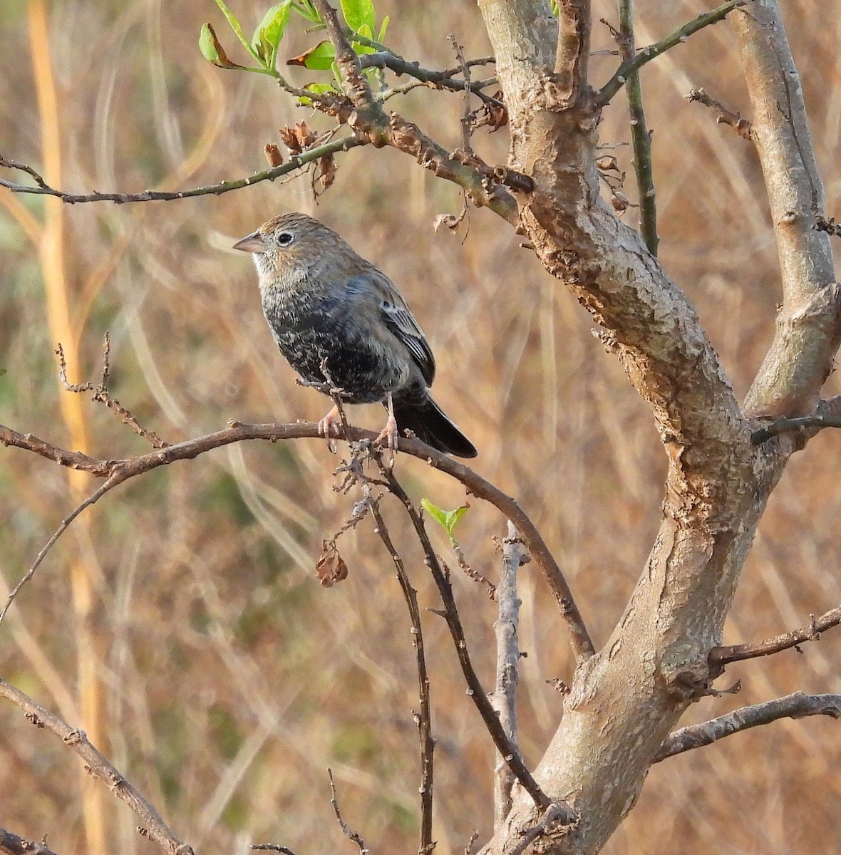 Carbonated Sierra Finch - ML619569158