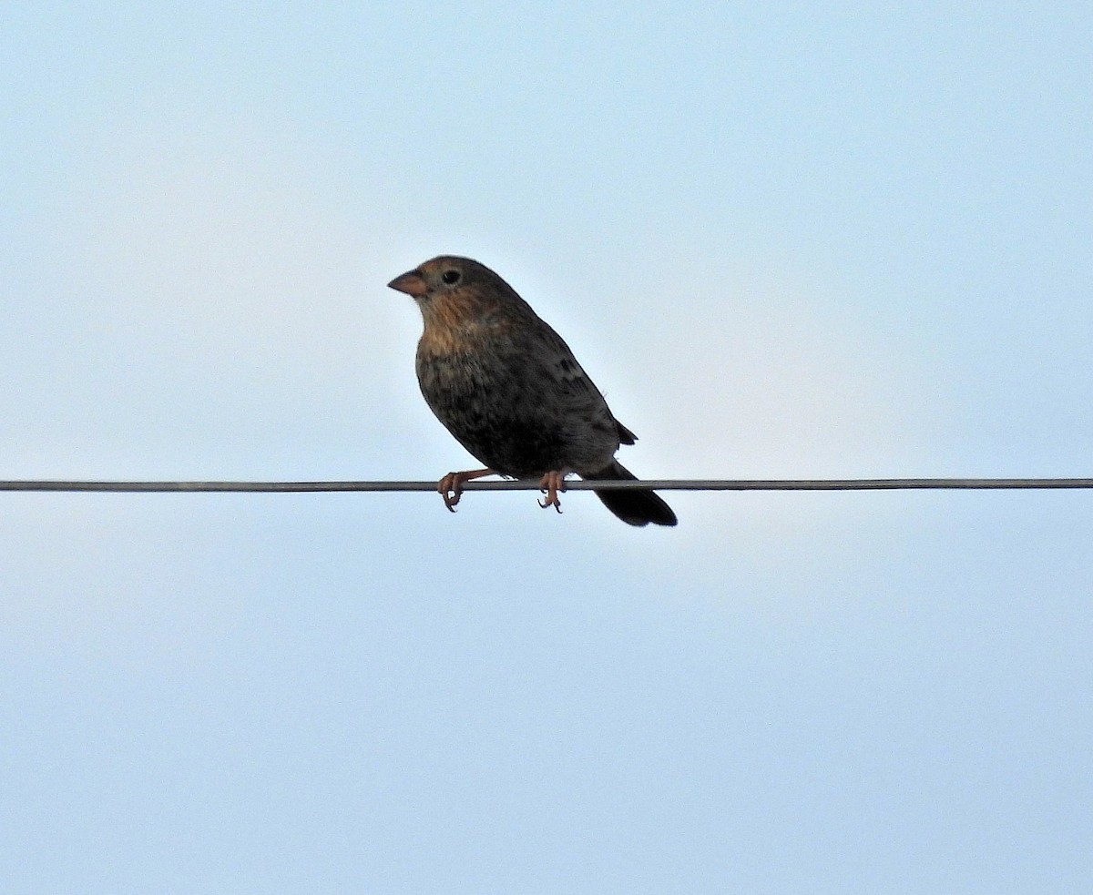 Carbonated Sierra Finch - ML619569160