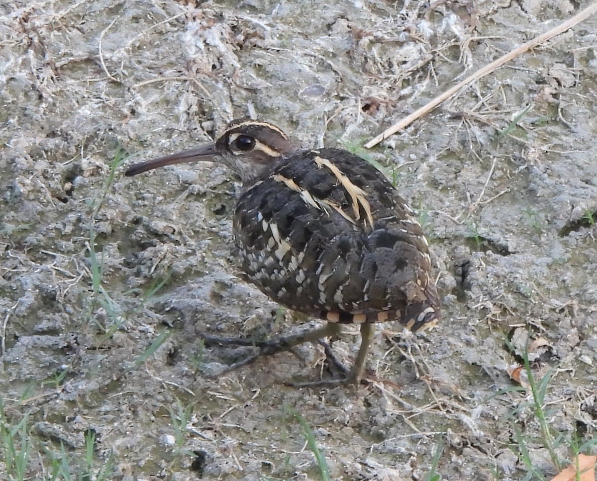 Greater Painted-Snipe - Prof Chandan Singh Dalawat