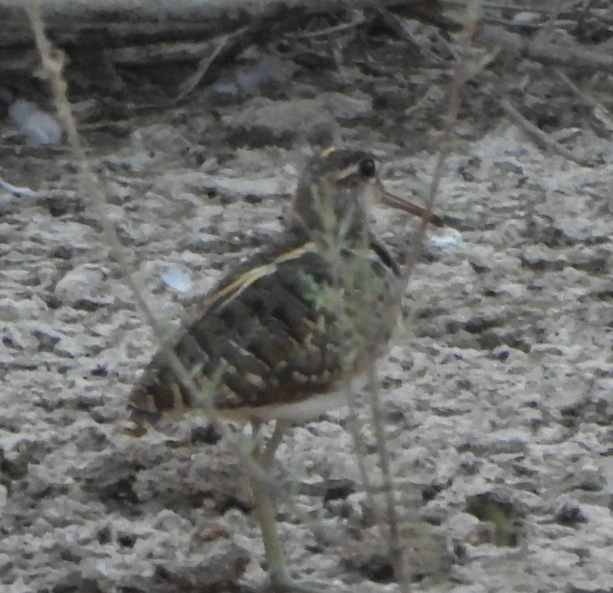 Greater Painted-Snipe - Prof Chandan Singh Dalawat