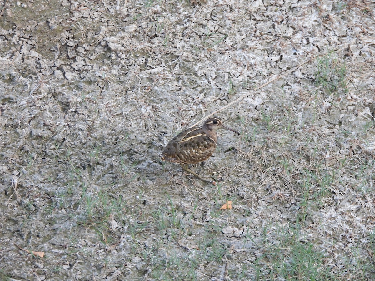 Greater Painted-Snipe - Prof Chandan Singh Dalawat