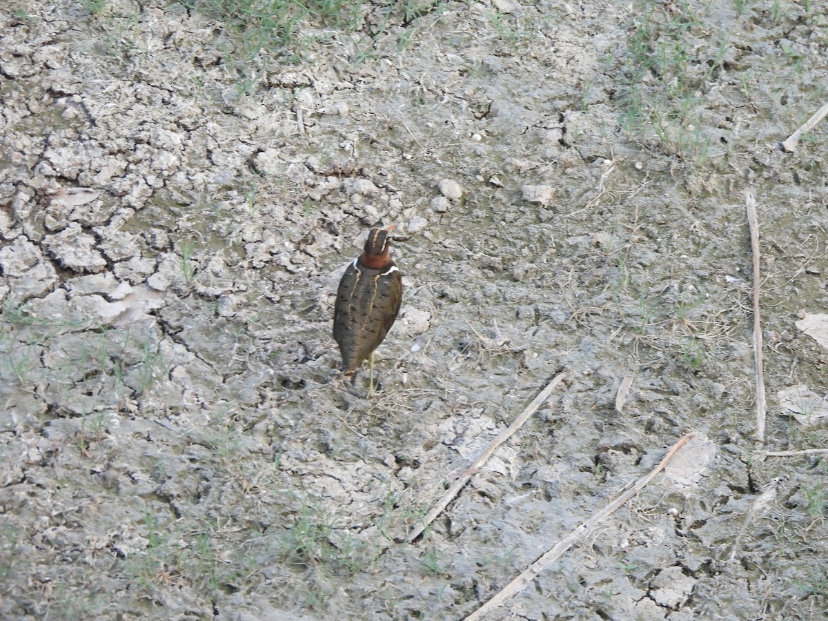 Greater Painted-Snipe - Prof Chandan Singh Dalawat