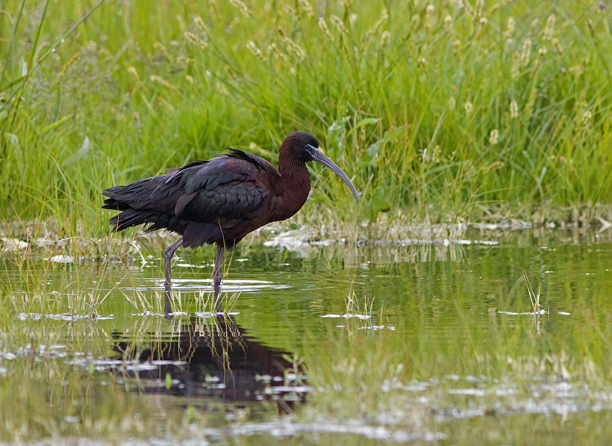 Glossy Ibis - ML619569176