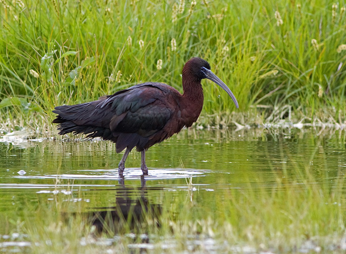 Glossy Ibis - ML619569182