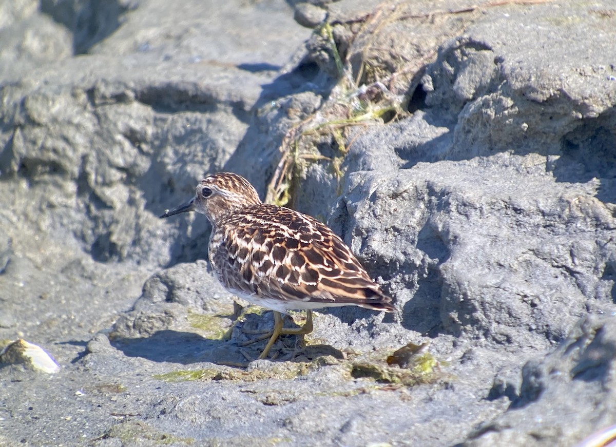 Least Sandpiper - Detlef Buettner