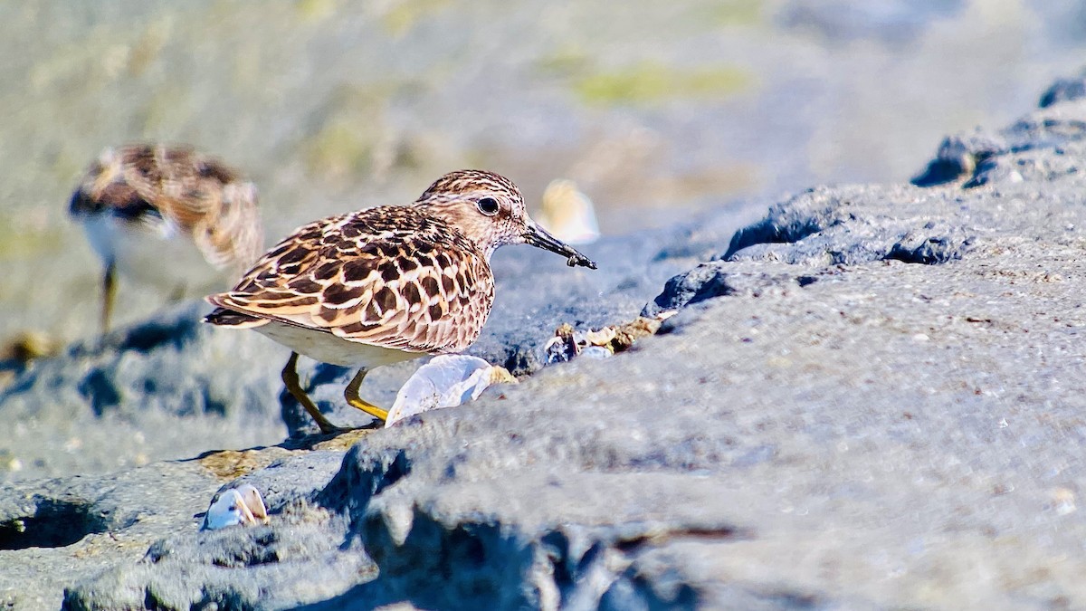 Least Sandpiper - Detlef Buettner