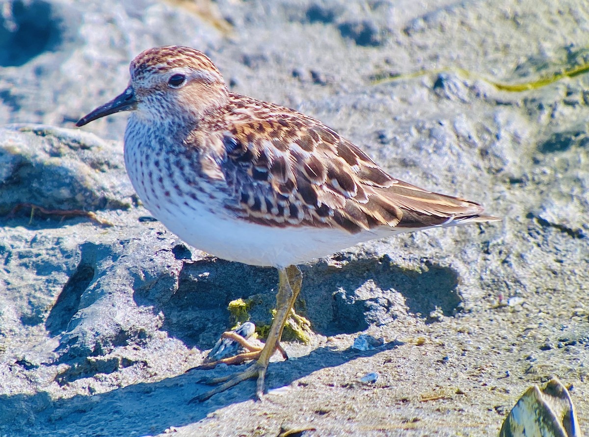 Least Sandpiper - Detlef Buettner