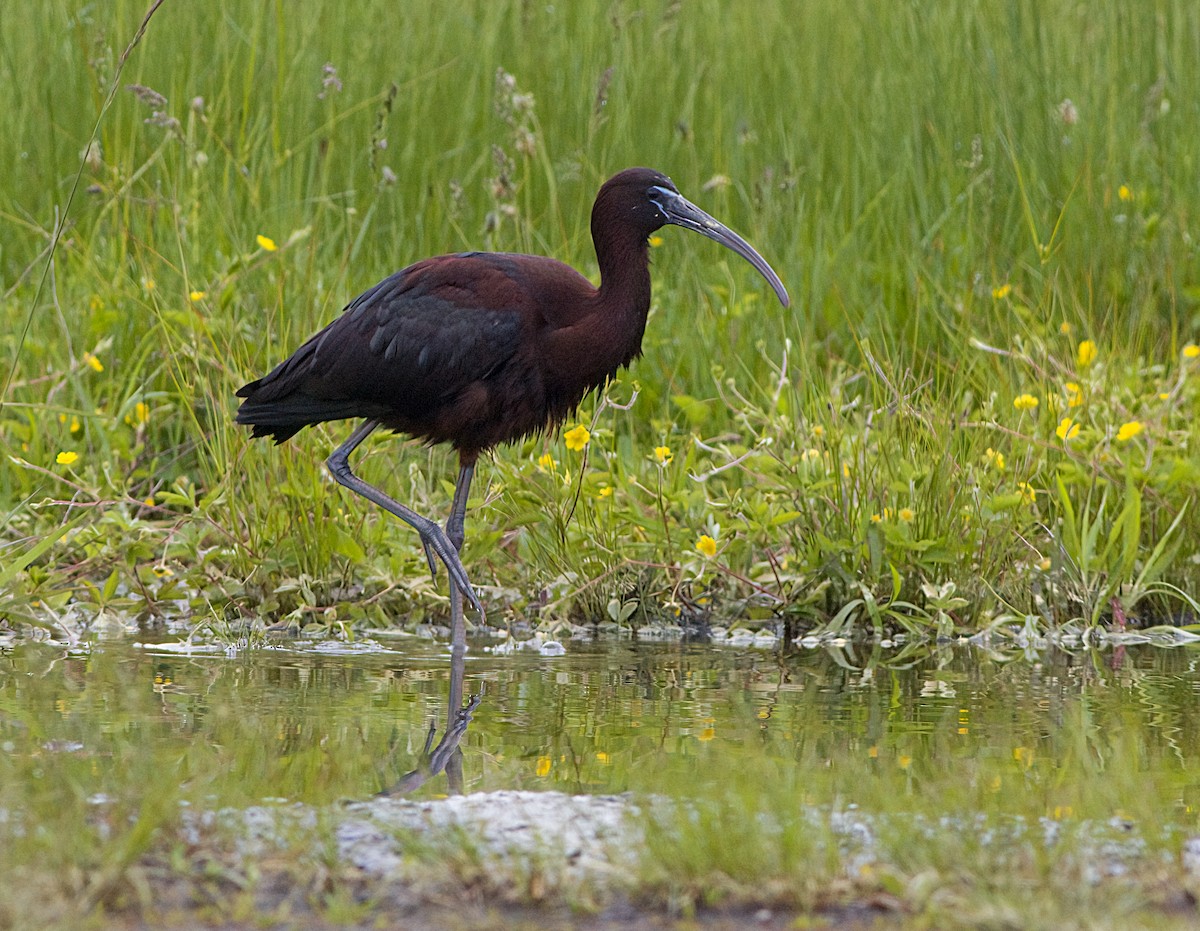 Glossy Ibis - ML619569194