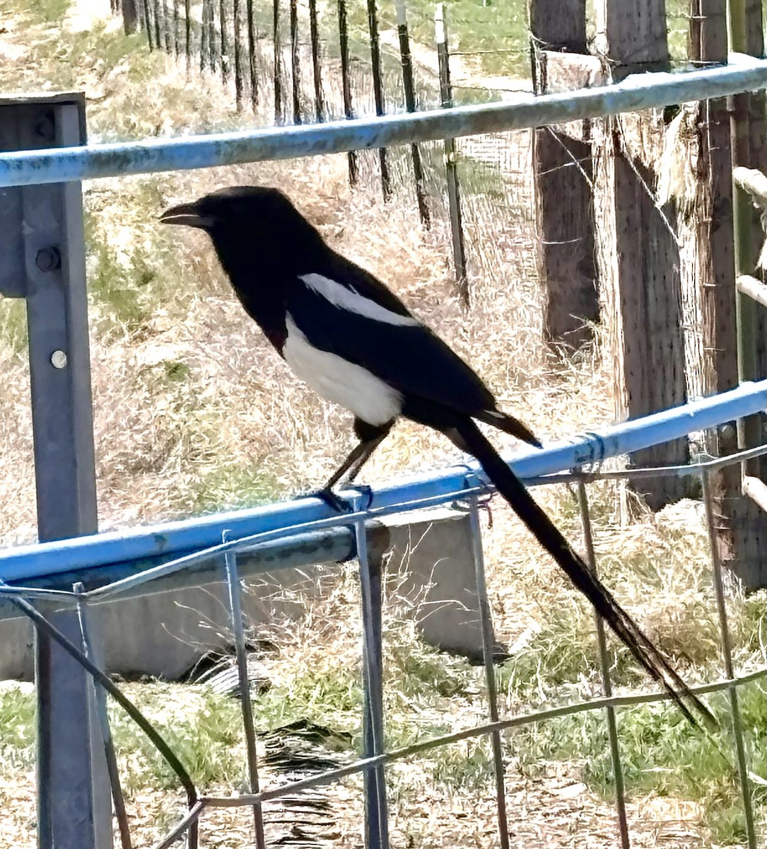 Black-billed Magpie - ML619569195