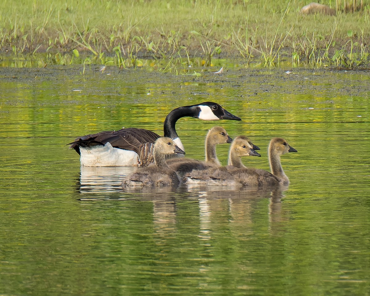 Canada Goose - Carey Sherrill