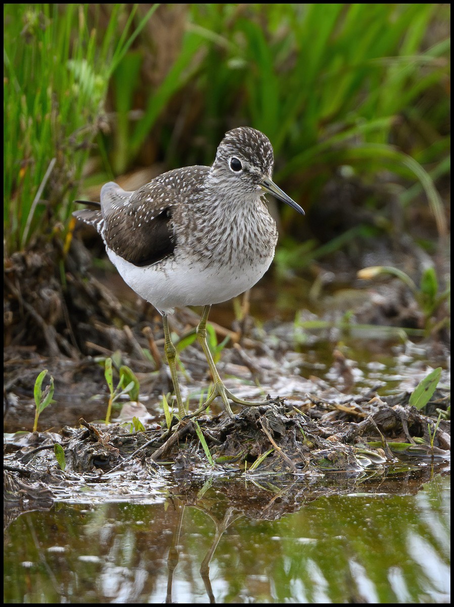 Solitary Sandpiper - ML619569204