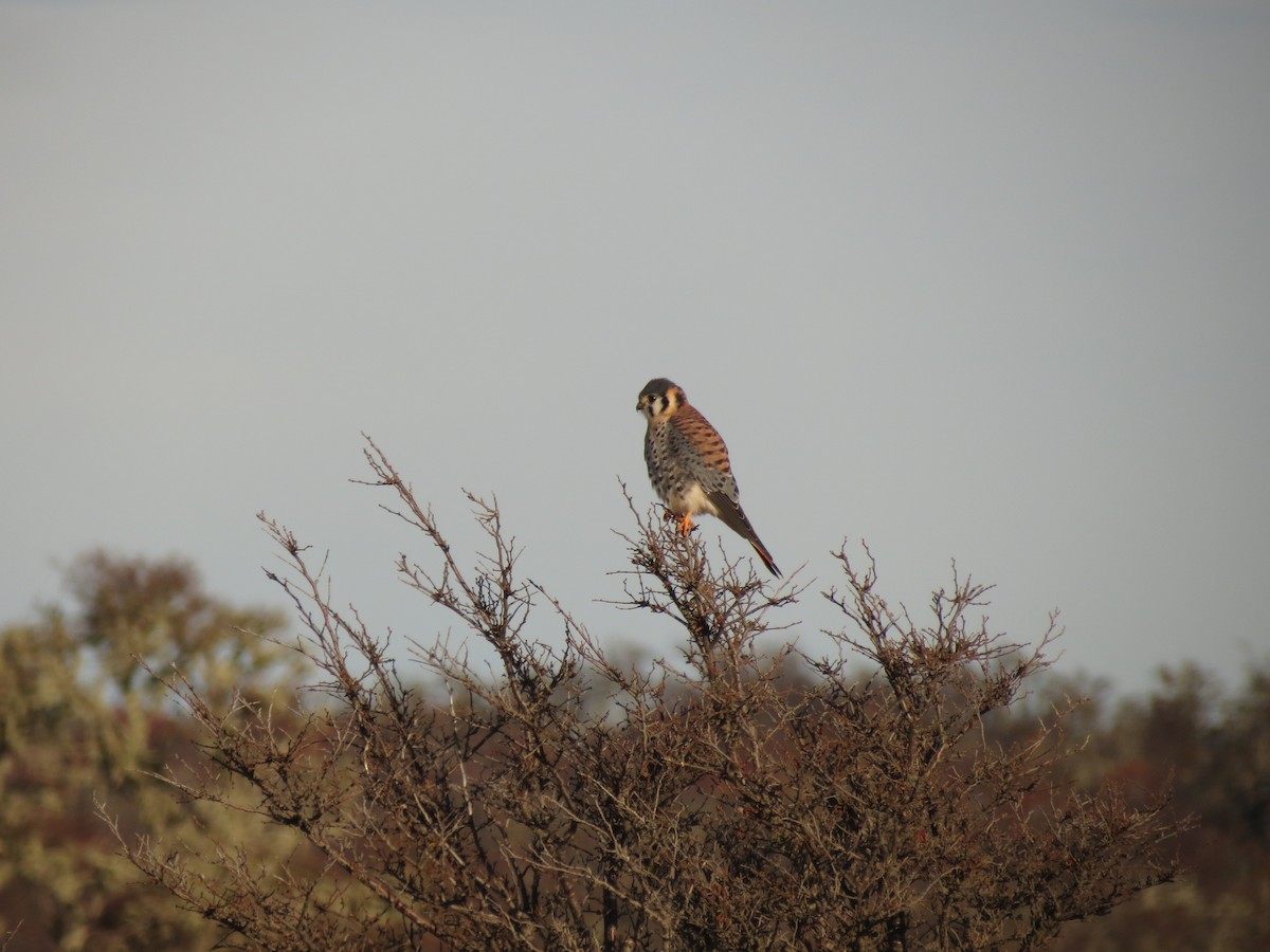 American Kestrel - Ralph Roberts