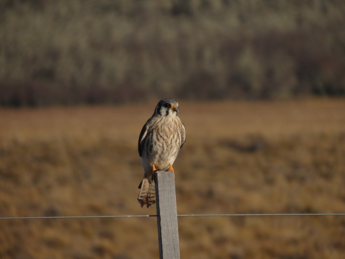 American Kestrel - Ralph Roberts