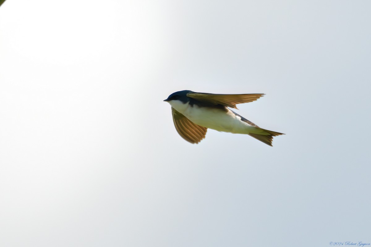 Tree Swallow - Robert Gagnon