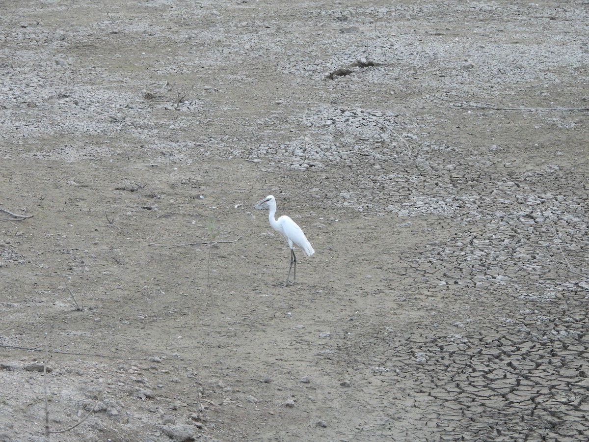 Little Egret - Prof Chandan Singh Dalawat