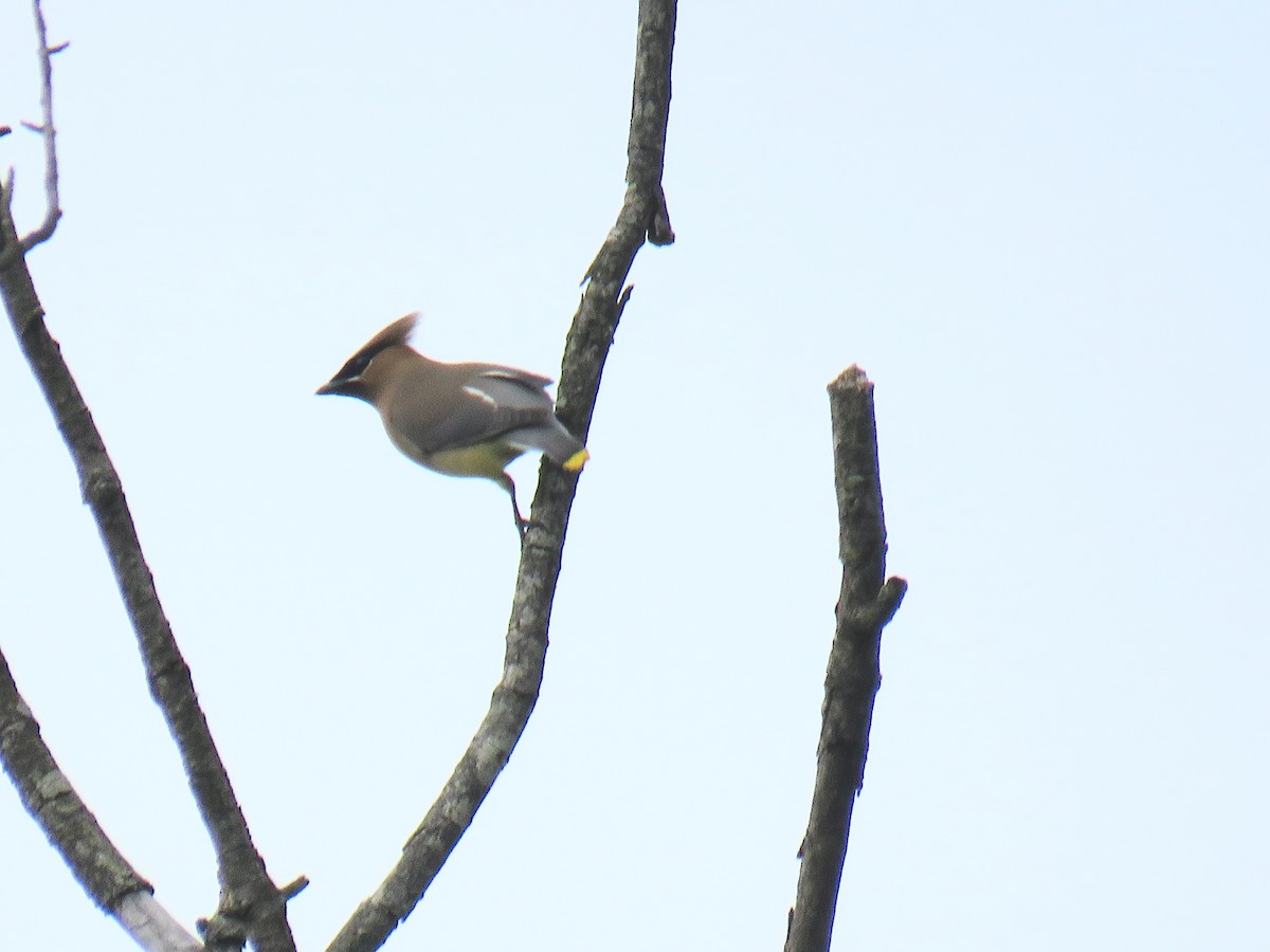 Cedar Waxwing - Jean Spaans