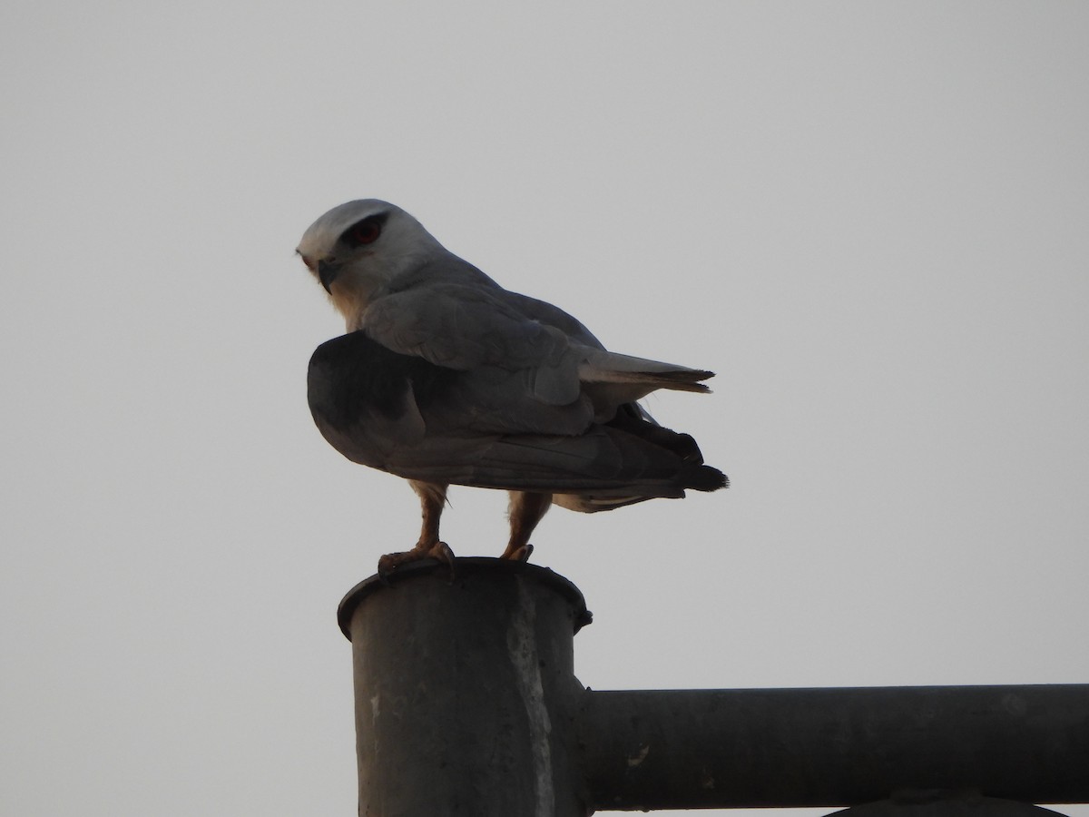 Black-winged Kite - Prof Chandan Singh Dalawat