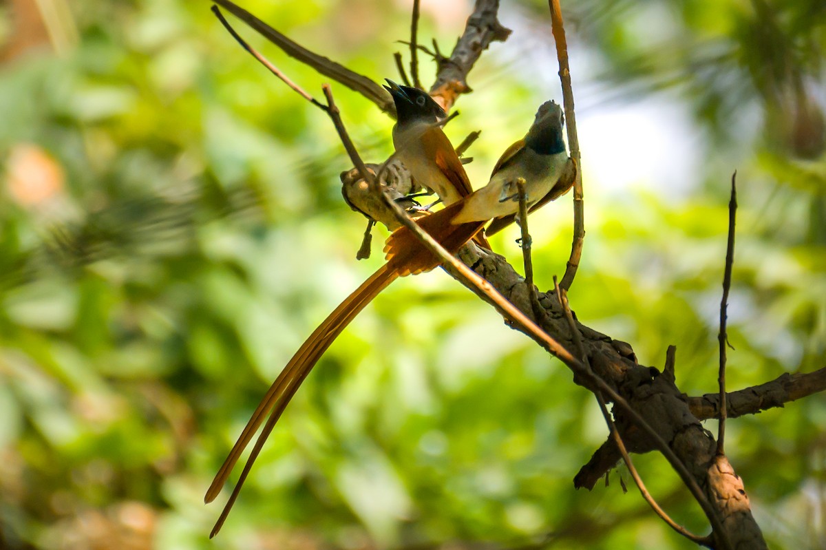 Indian Paradise-Flycatcher - Munshi Abul Barakat