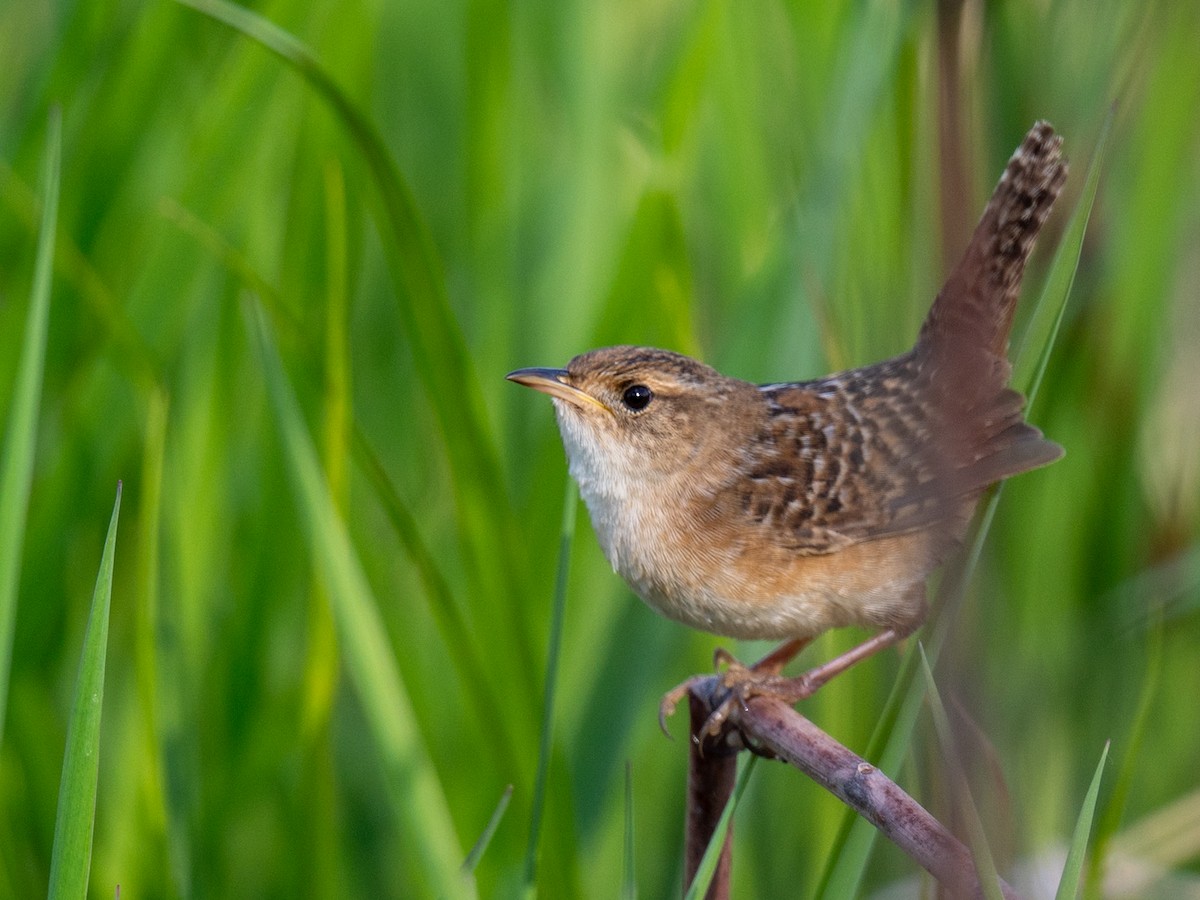 Sedge Wren - Jason Carlson