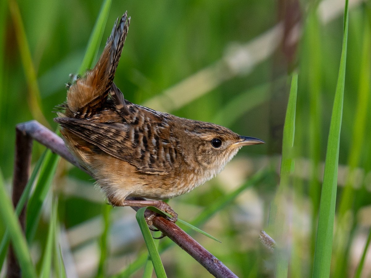 Sedge Wren - Jason Carlson