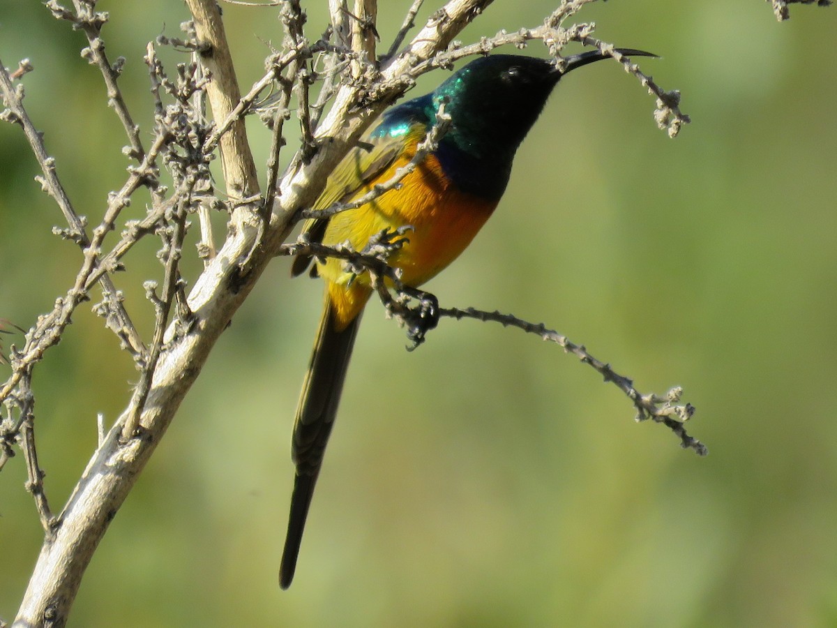 Orange-breasted Sunbird - Gareth Bain