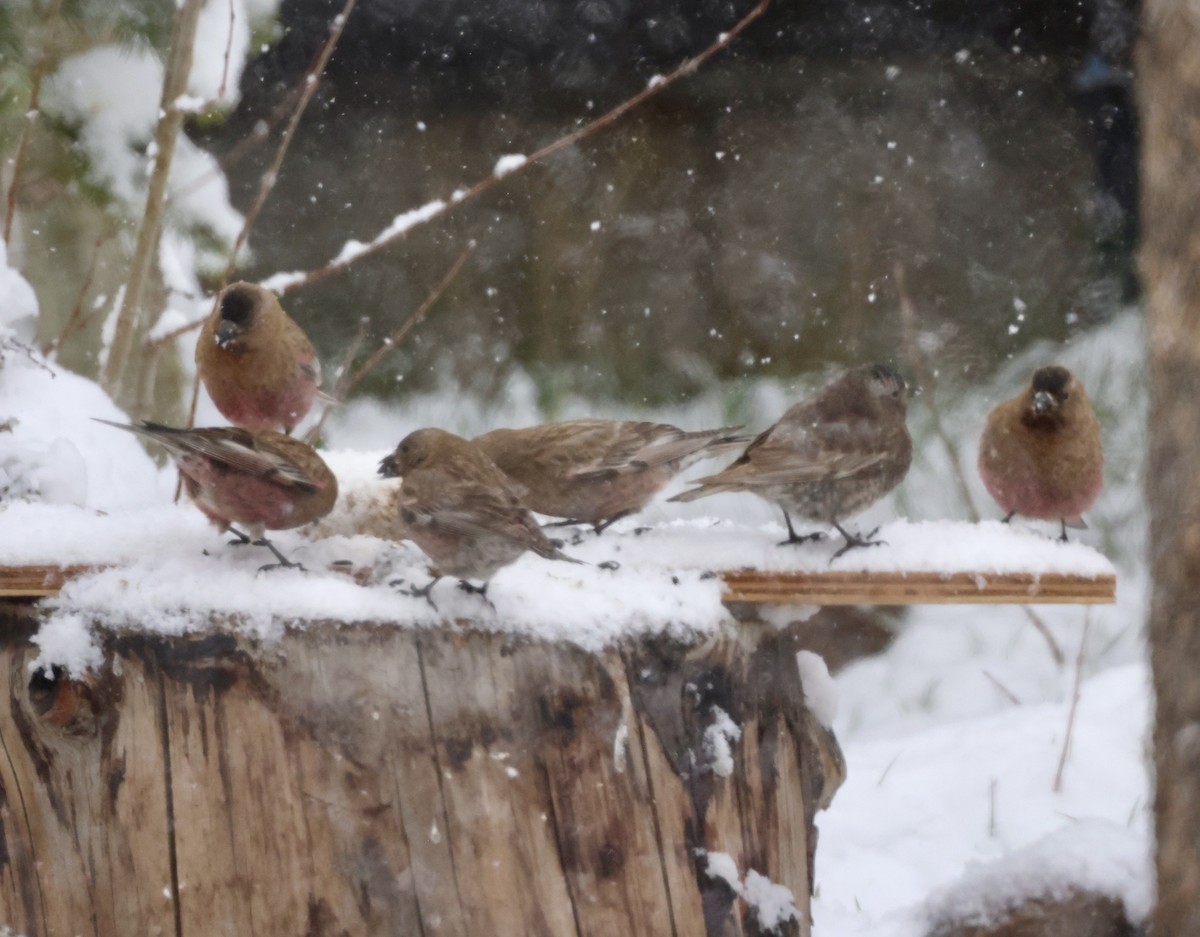 Brown-capped Rosy-Finch - Cheryl Rosenfeld