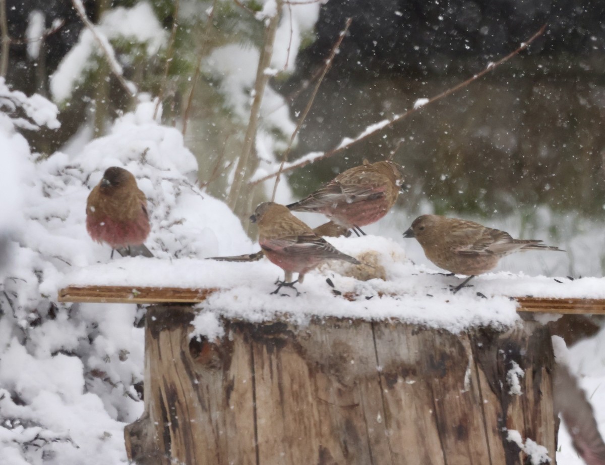 Brown-capped Rosy-Finch - Cheryl Rosenfeld