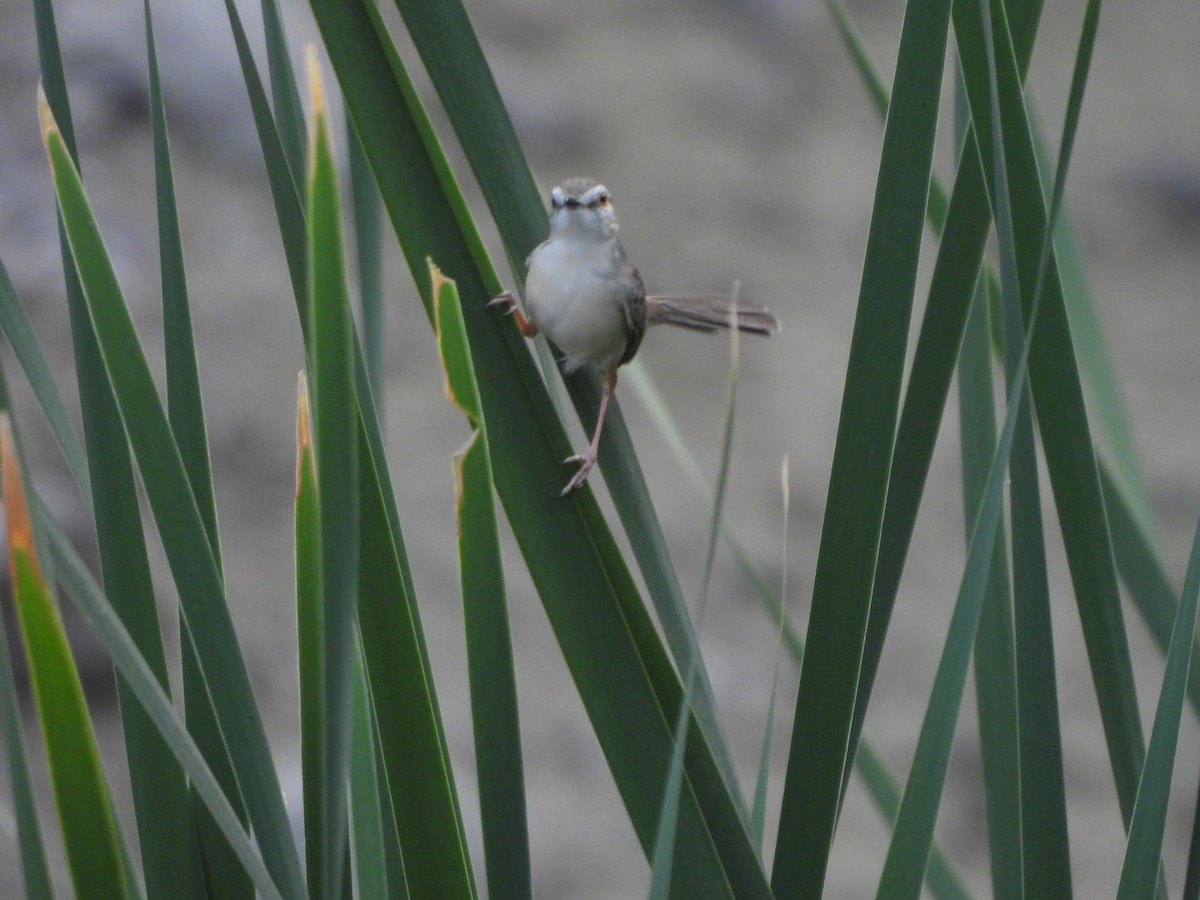 Plain Prinia - Prof Chandan Singh Dalawat