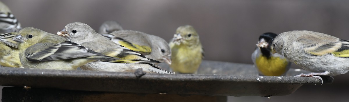 Lawrence's Goldfinch - CK Staurovsky