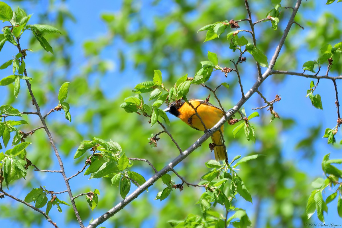 Baltimore Oriole - Robert Gagnon