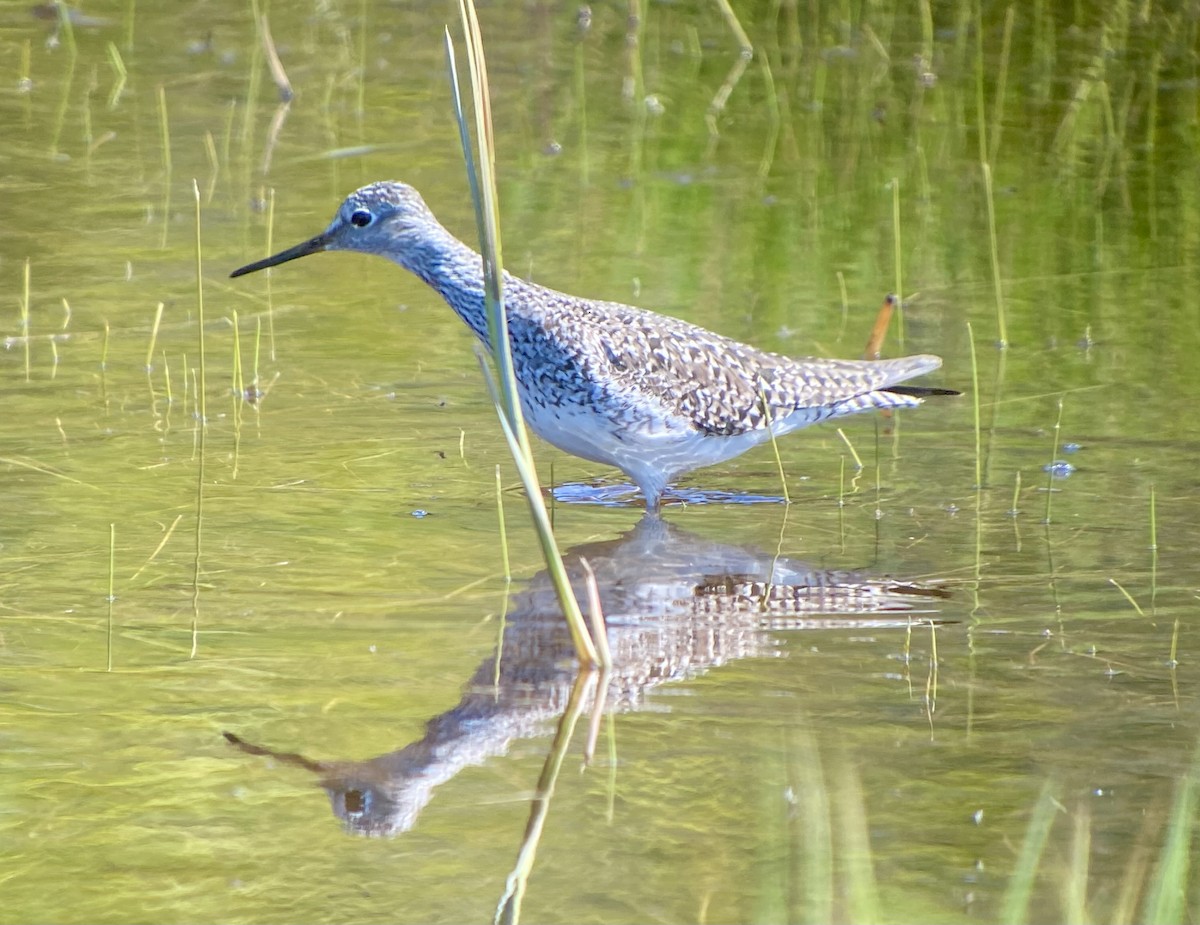 Lesser Yellowlegs - Detlef Buettner