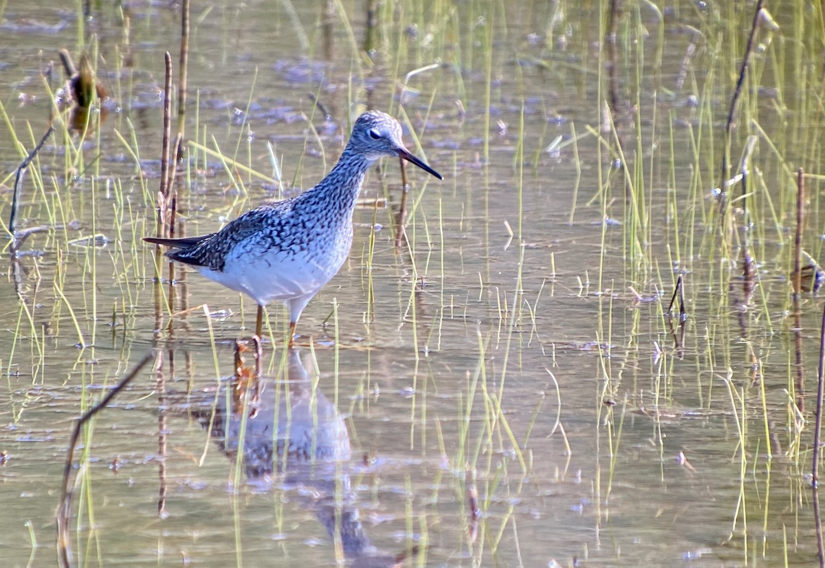 Lesser Yellowlegs - Detlef Buettner