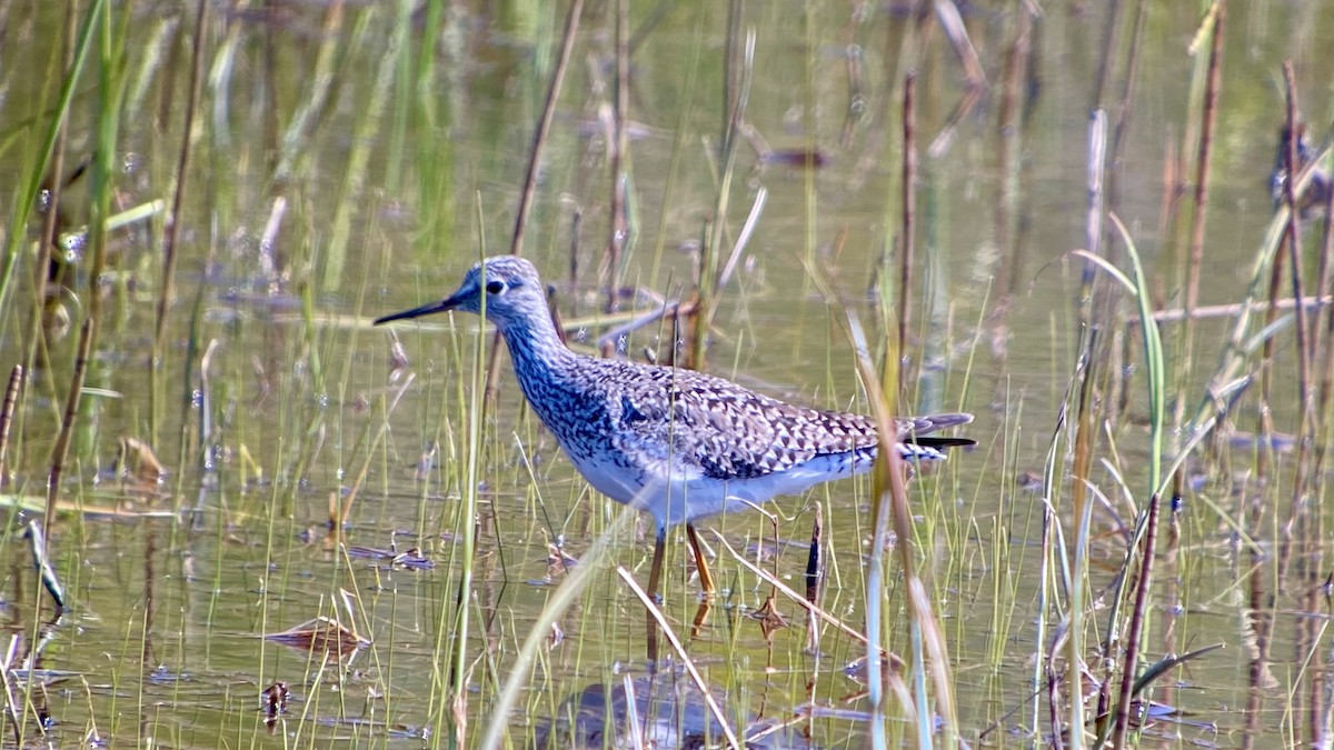 Lesser Yellowlegs - Detlef Buettner