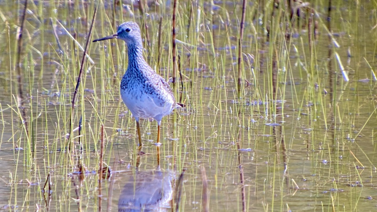 Lesser Yellowlegs - Detlef Buettner