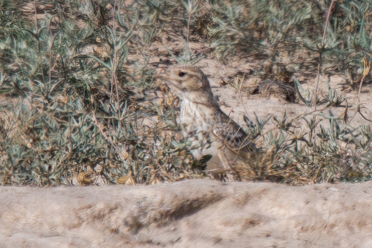 Turkestan Short-toed Lark - Giuseppe Citino