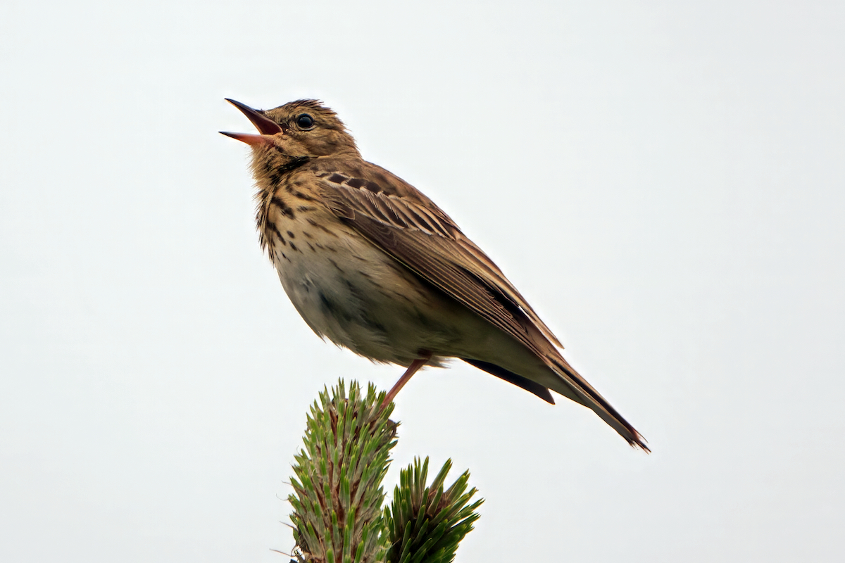 Tree Pipit - Gavin Stone