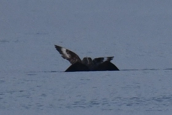 South Polar Skua - ML619569283