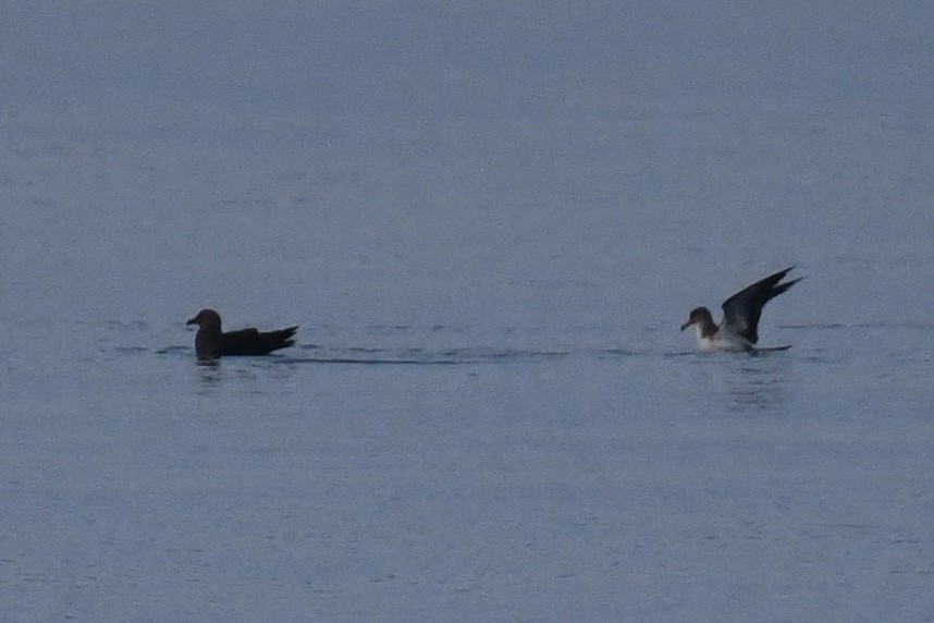 South Polar Skua - Luke Foster