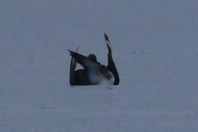 South Polar Skua - Luke Foster