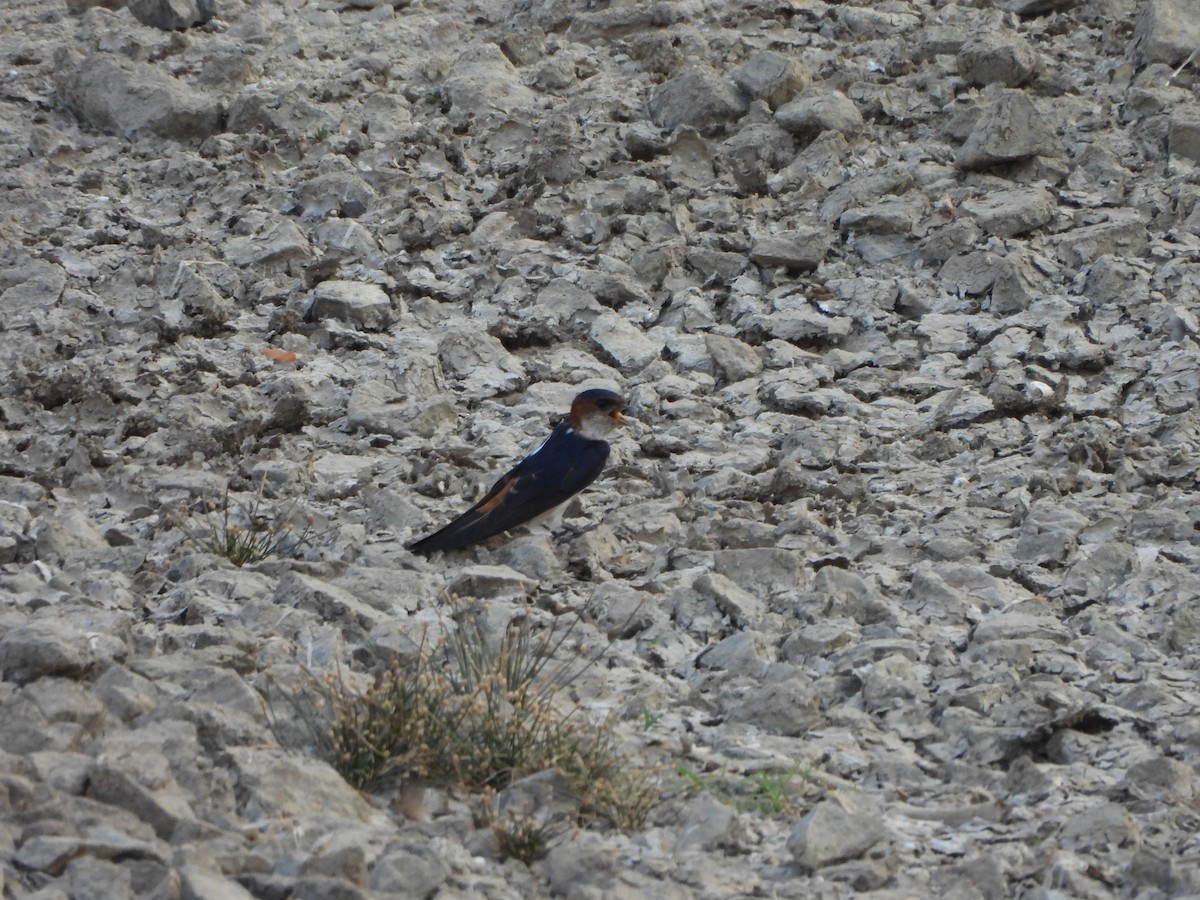 Red-rumped Swallow - Prof Chandan Singh Dalawat