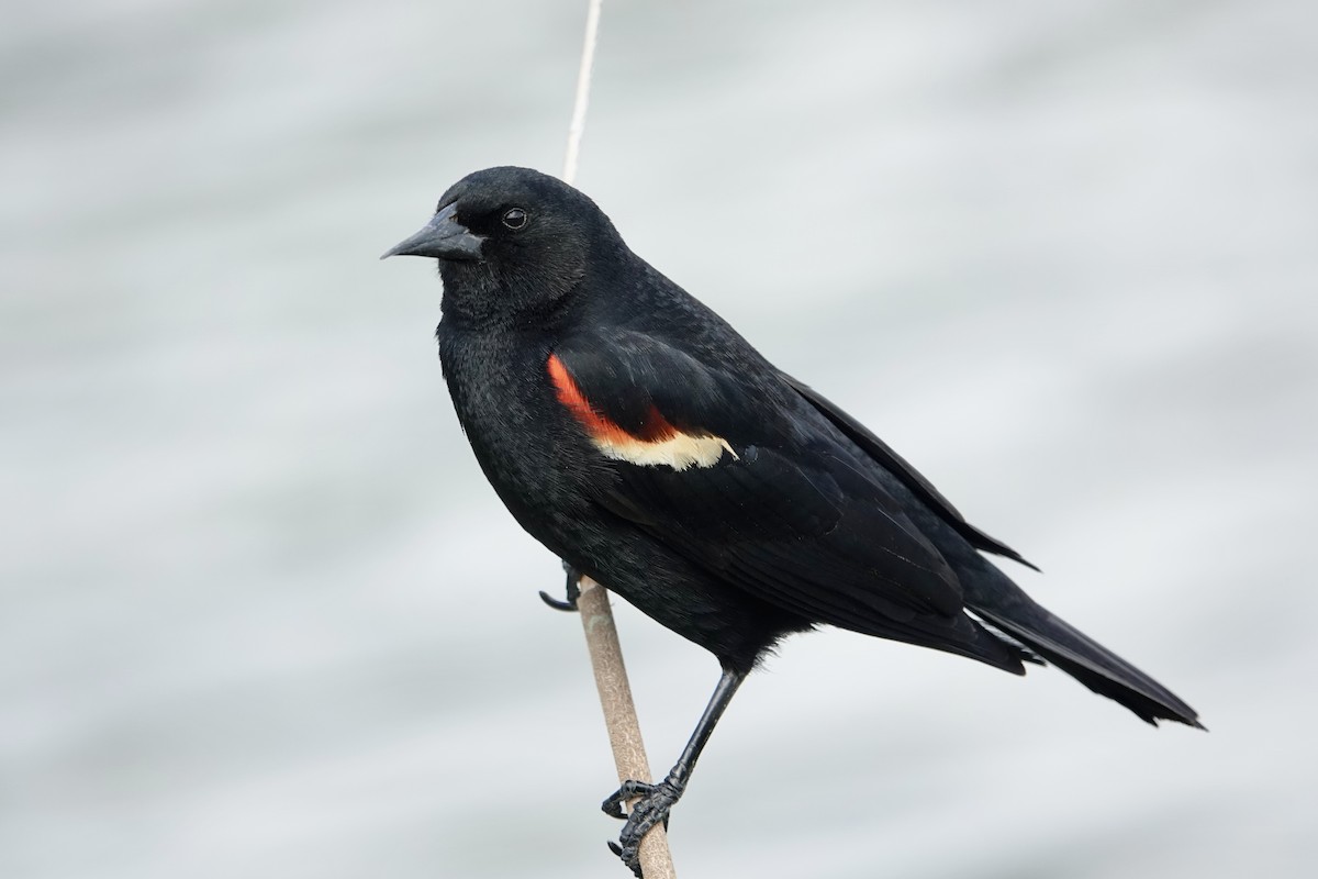 Red-winged Blackbird - Jolene Cortright