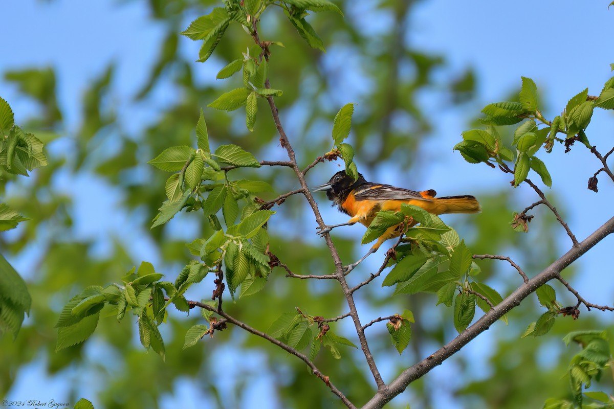 Baltimore Oriole - Robert Gagnon