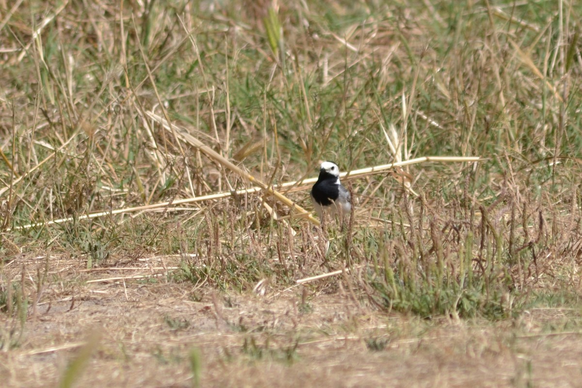 White Wagtail - ML619569311