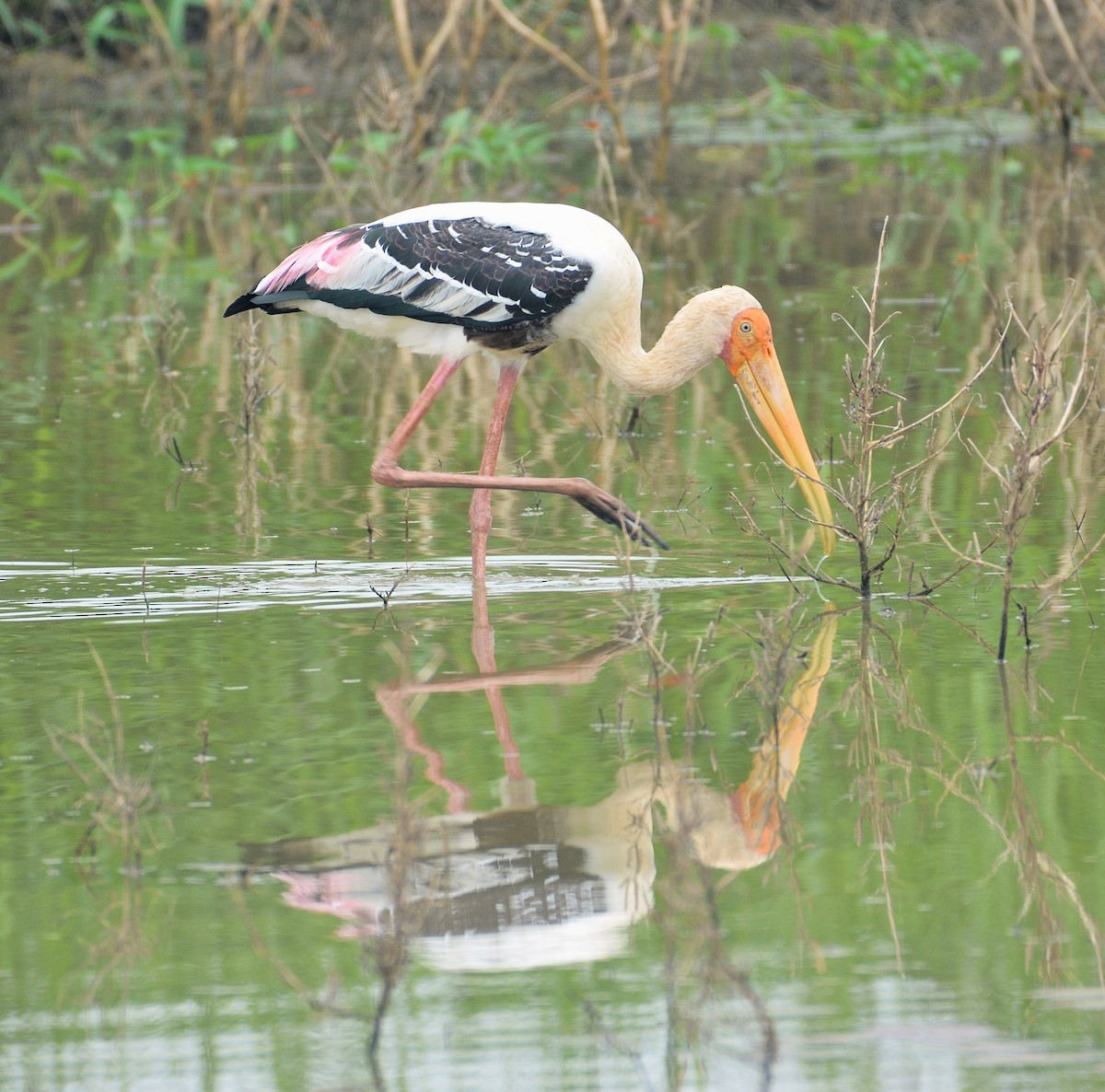 Painted Stork - chaitanya maringanti