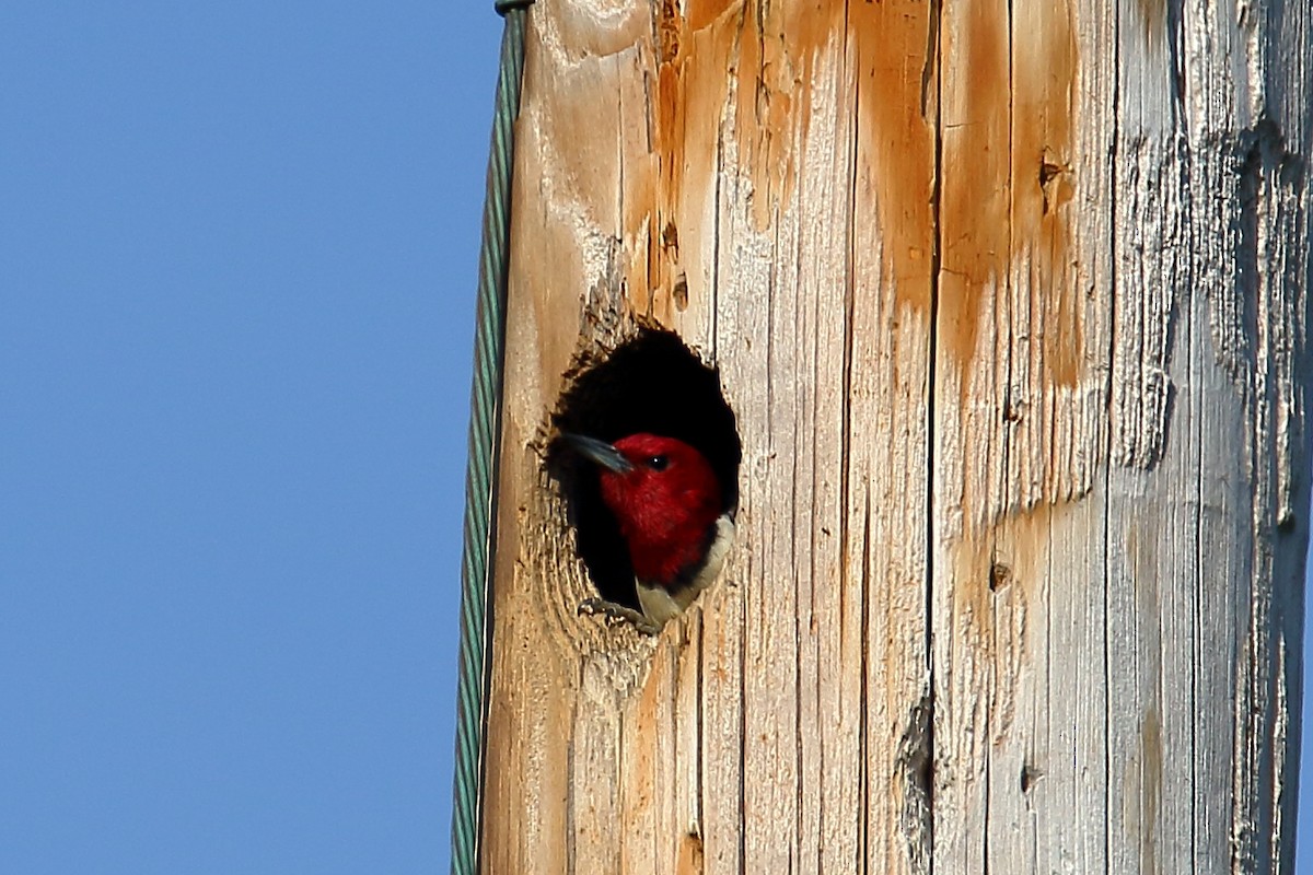 Red-headed Woodpecker - John Manger